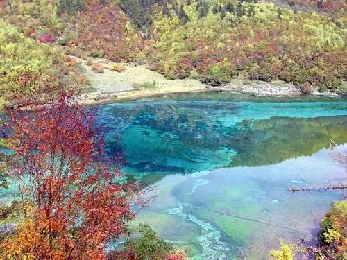 泡沫森林